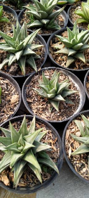 Sekulen haworthia silver