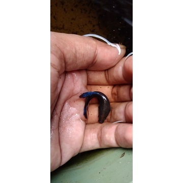 cupang adu Sakai x Sakai Thailand