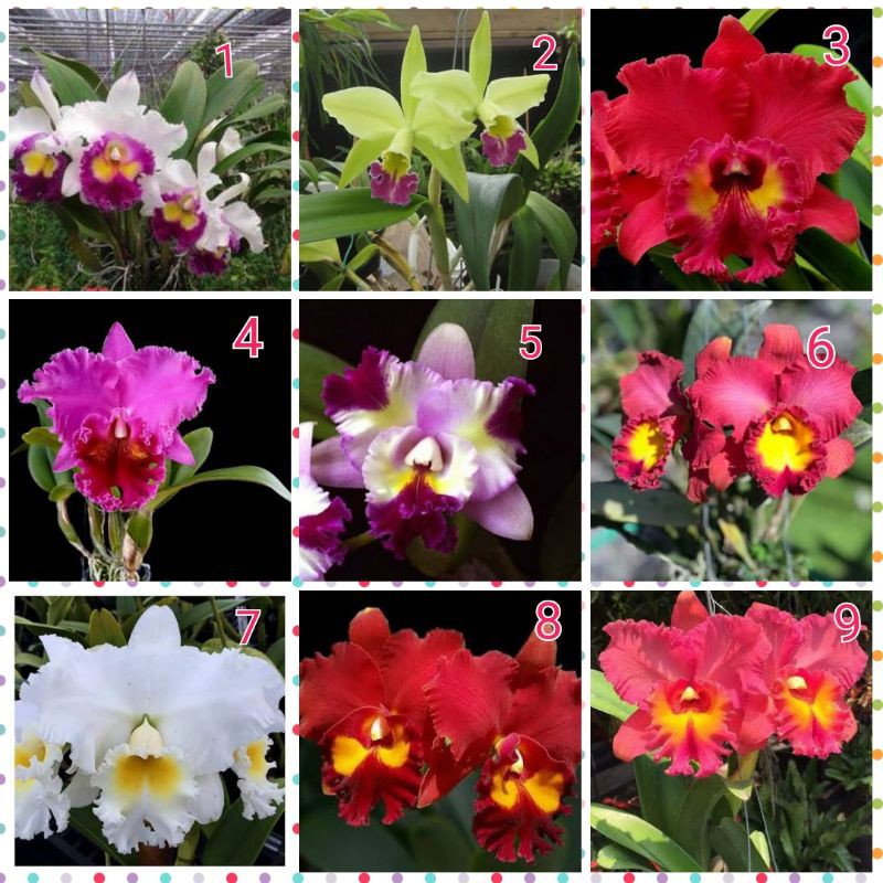 anggrek catleya bunga besar dewasa..