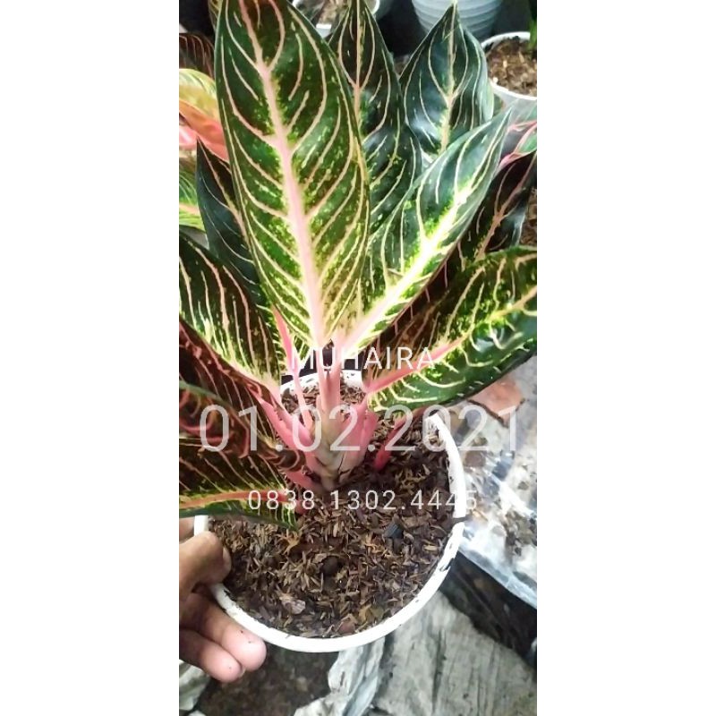 PROMO AGLONEMA RED SUMATERA DEWASA - Aglonema Pride Of Sumatera - Red Sumatra - Pride Of Sumatra