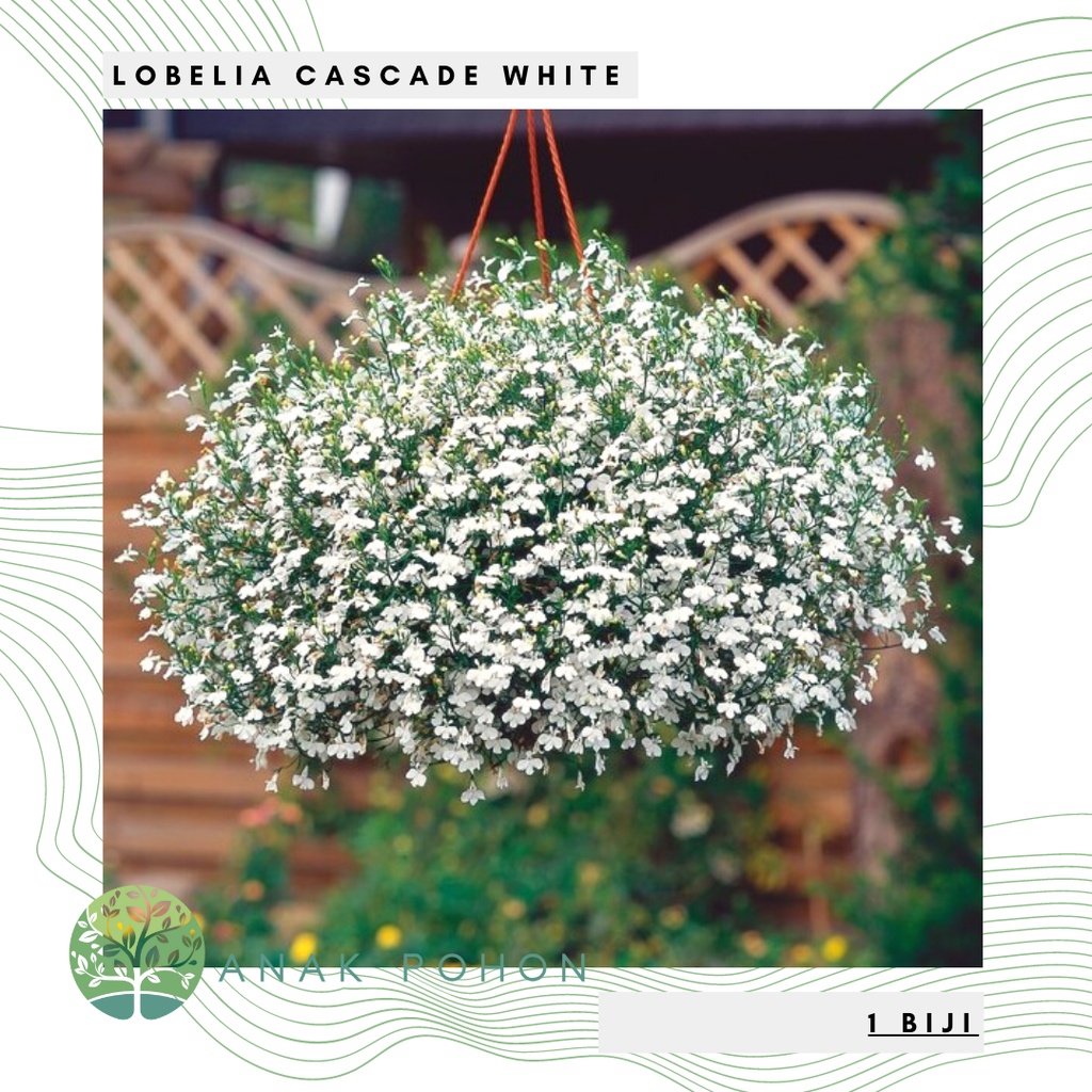 Benih Bibit Biji - Bunga Lobelia Cascade White Flower Seeds - Bisa Untuk Penutup Tanah, Bunga Pot &amp; Bunga Gantung - IMPORT