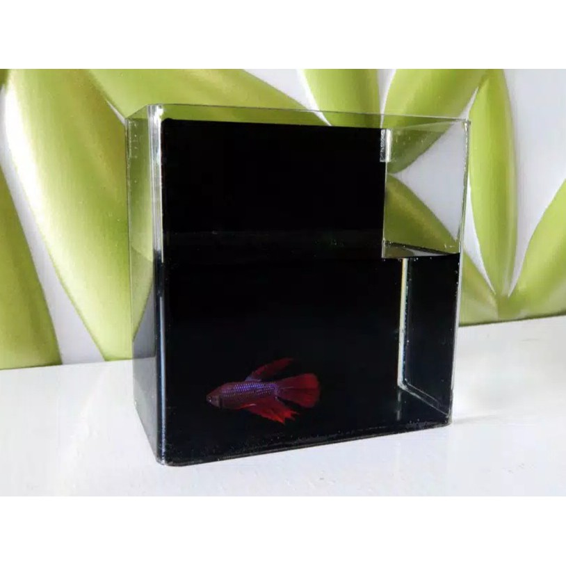 AKUARIUM IKAN CUPANG AKRILIK / AQUARIUM ACRYLIC IKAN HIAS / SOLITER IKAN CUPANG