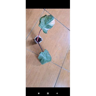 pink princes philodendron