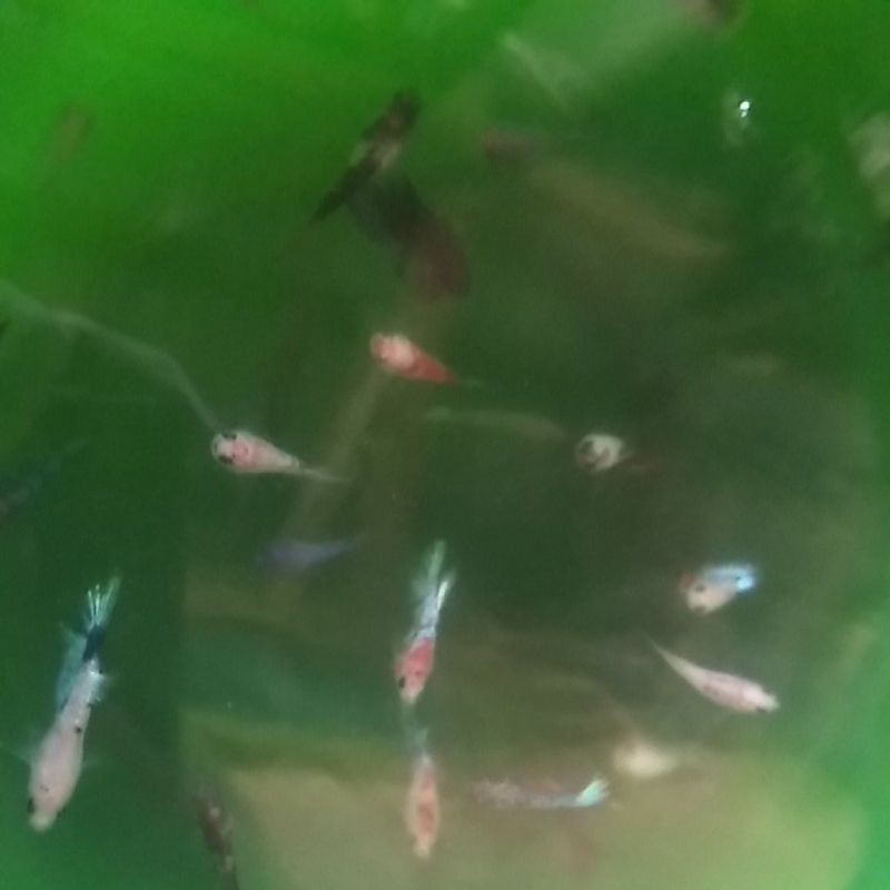 Cupang Besgel/Cello Line Red Koi, multy, nemo, galaxy