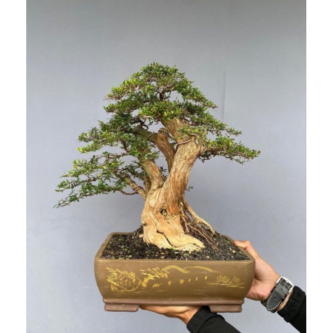 Bonsai Cendrawasih Ekstrim Sudah Kawatan, Siap Pajang