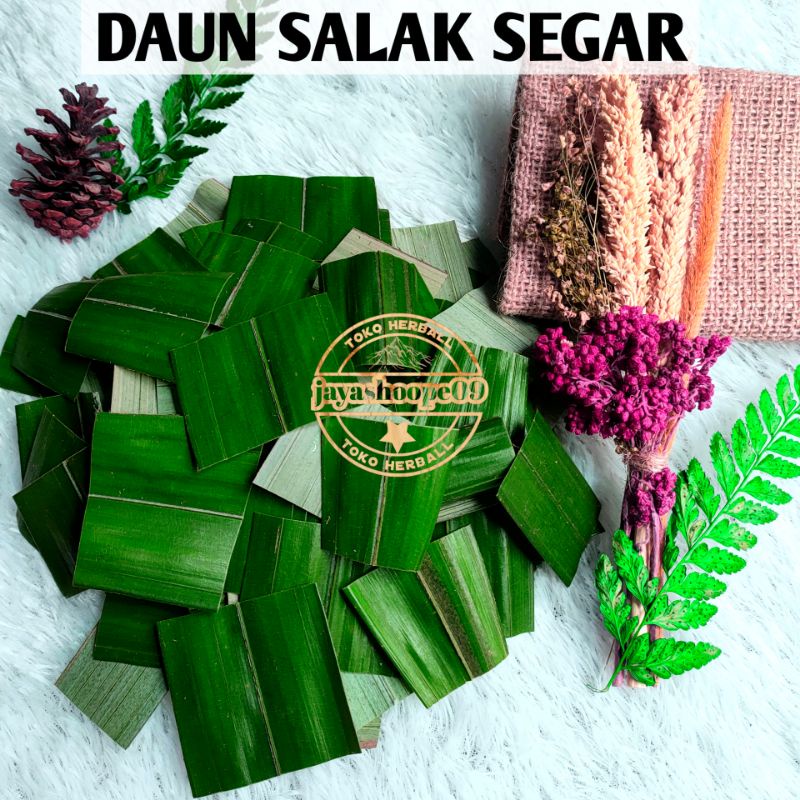 

Daun Salak Segar (250.grm sudah di potong2) Daun Salak Obat Ambeien Wasir Daun Salak Muda