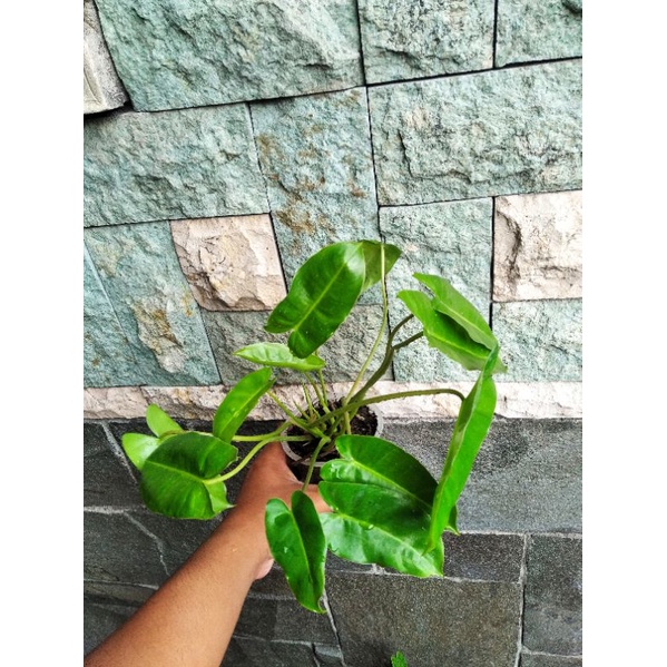 Jual Philodendron Burlmark Philodendron Brekele Tanaman Hias Indoor