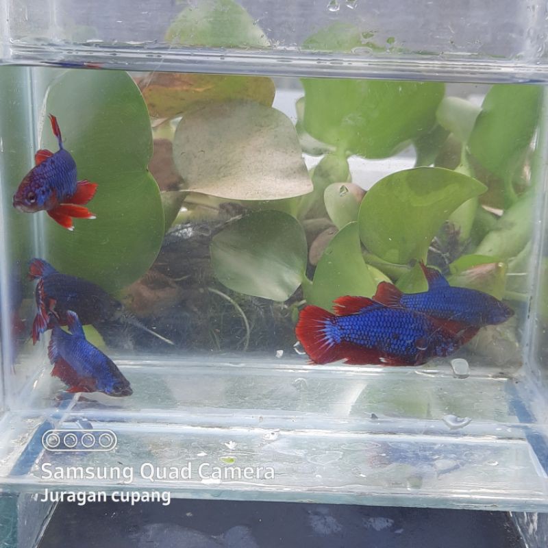 Plakat cupang jantan/betina besgel line koi nemo