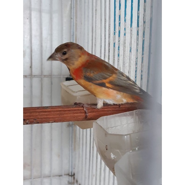 Red siskin Delute sepasang usia 3-4bln