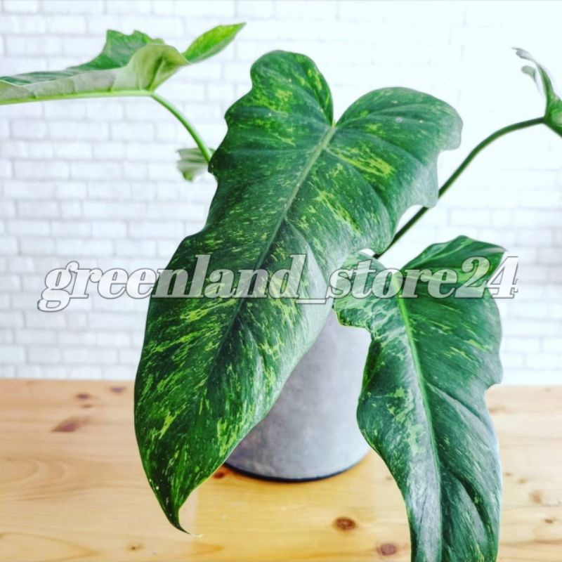 baby philodendron golden dragon - philodendron golden dragon - philodendron lime fiddle - limefiddle