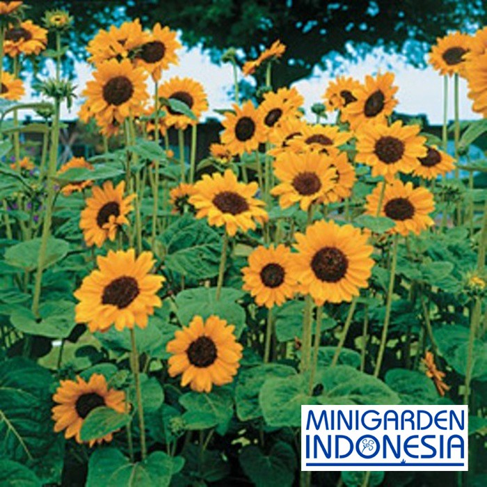 BENIH BUNGA SUNFLOWER HOPI 3 BIJI bibit bunga matahari kuning import f1 fothergills