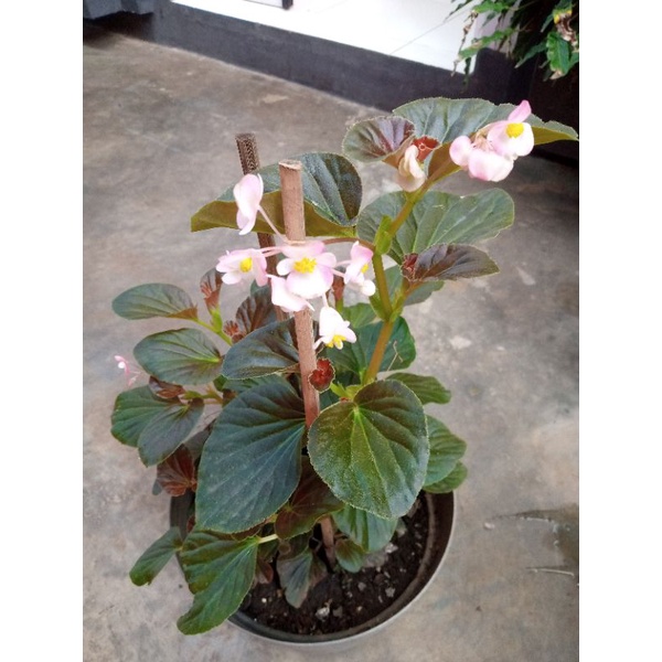 Tanaman hias begonia bunga mawar