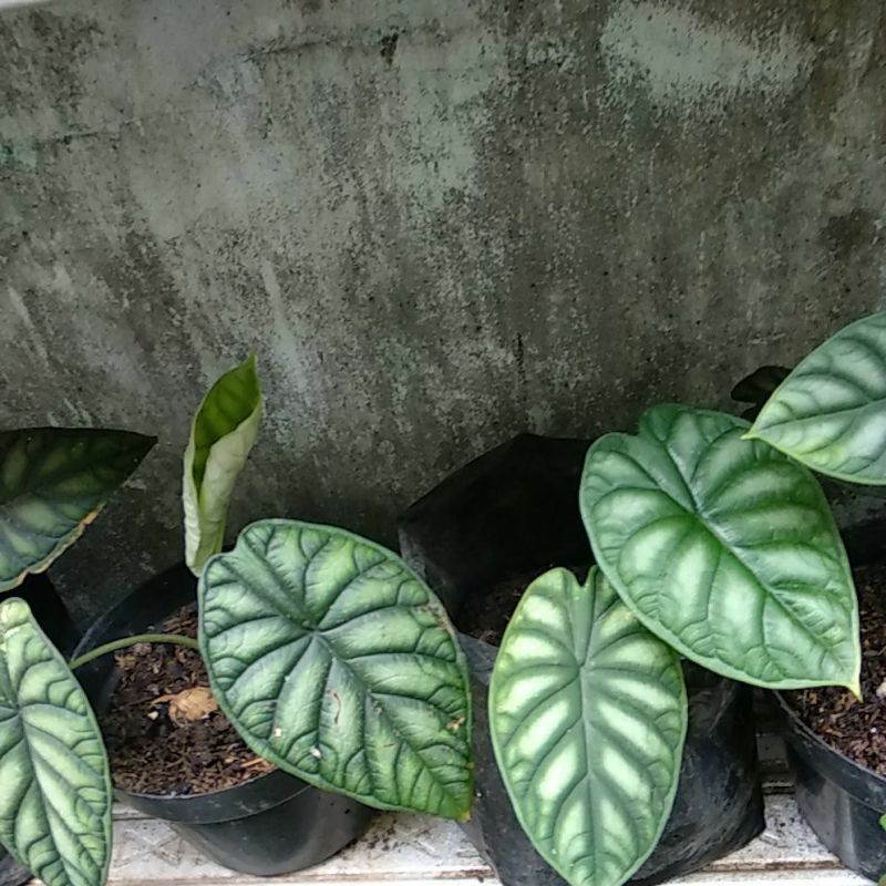 Alocasia silver keladi tengkorak silver dewasa  besar