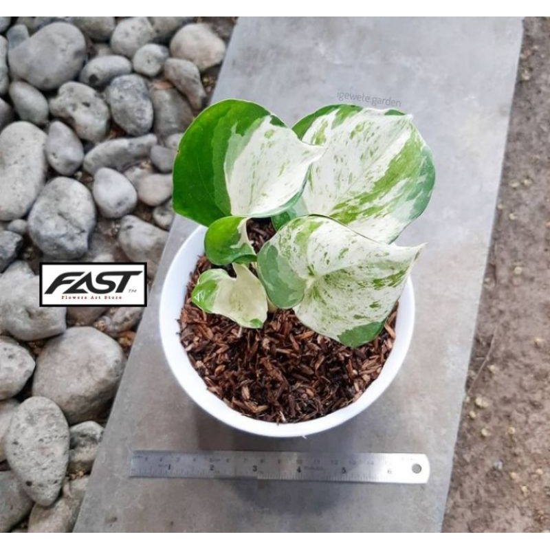 Tanaman Hias Gantung Sirih Gading Manjula - Sirih Gading Manjula