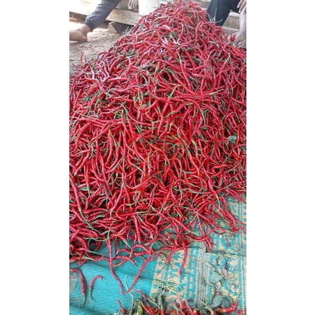 

CABE MERAH SUPER MURAH