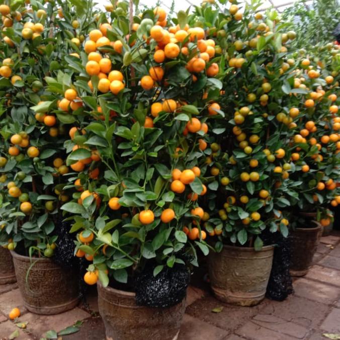 

jeruk imlek jeruk kimkit jeruk kumquat jeruk santang pohon imlek [[[TERBARU BISA COD]]]