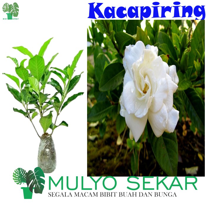 Tanaman Hias Bunga Kacapiring - Cepiring - Kaca Piring wangi putih - Bibit Pohon Gardenia Jasminoide