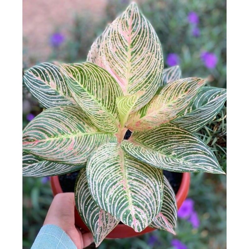 anakan aglonema golden hope