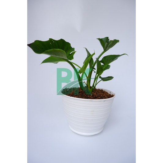 Tanaman hias cala lily air bunga putih calla lily-zantedeschia aethopica - BAKUL KEMBANG
