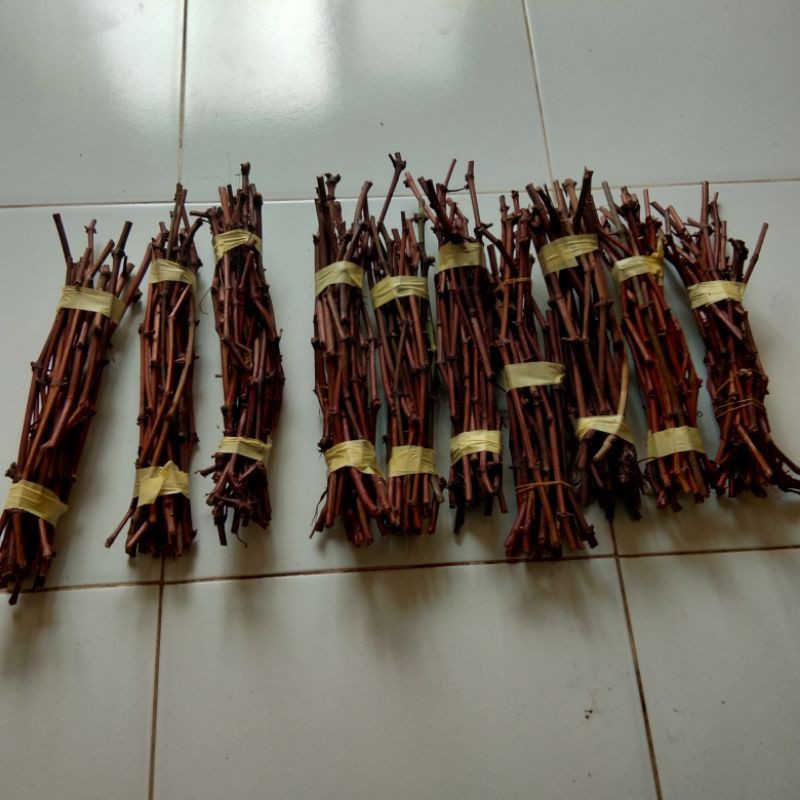 cutting anggur isabella