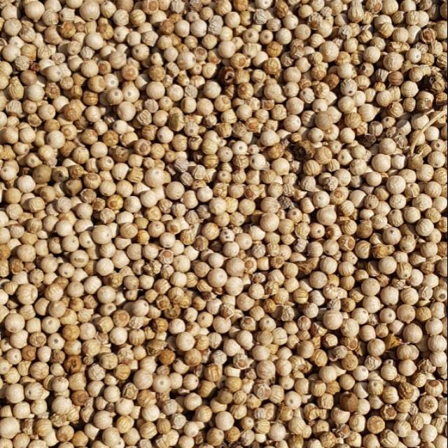 

PROMO 1KG LADA PUTIH SUPER SIAP PAKAI