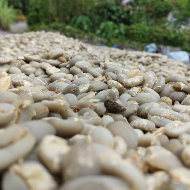 

Kopi gayo asli
