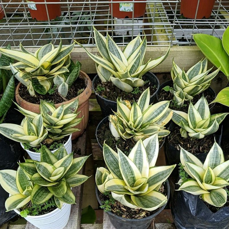 DIARY PETANI - Tanaman Hias Sansievera Pagoda Hijau