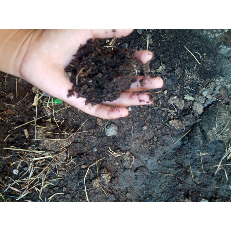 pupuk organik kohe sapi