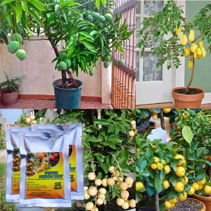 PUPUK KEBON BIBIT CEPAT BERBUAH