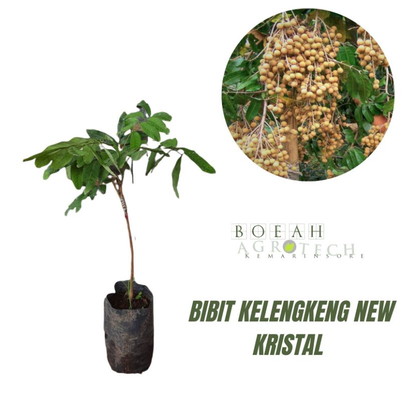 Bibit Kelengkeng New Kristal/Tanaman Kelengkeng New Kristal Varietas Baru Super Genjah