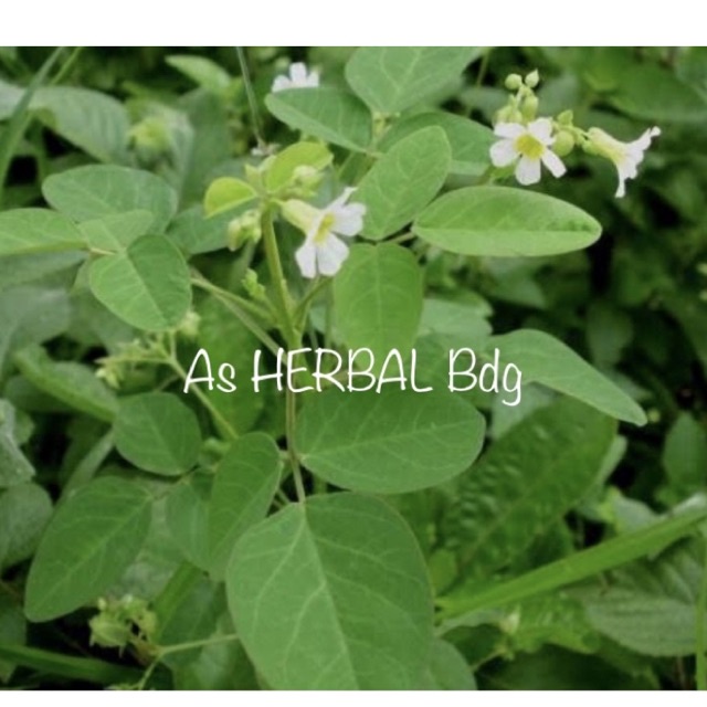 

Daun belimbing tanah / daun calincing segar 500 gram-az