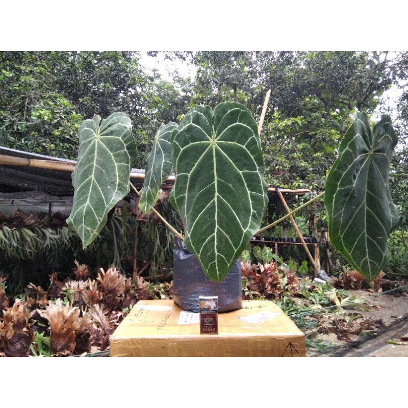 Kuping Gajah Jumbo / magnifikum / batang kotak / Anthurium