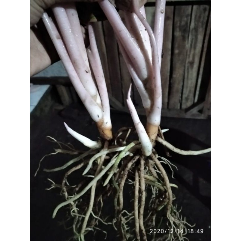 aglonema bigroy ada tunas