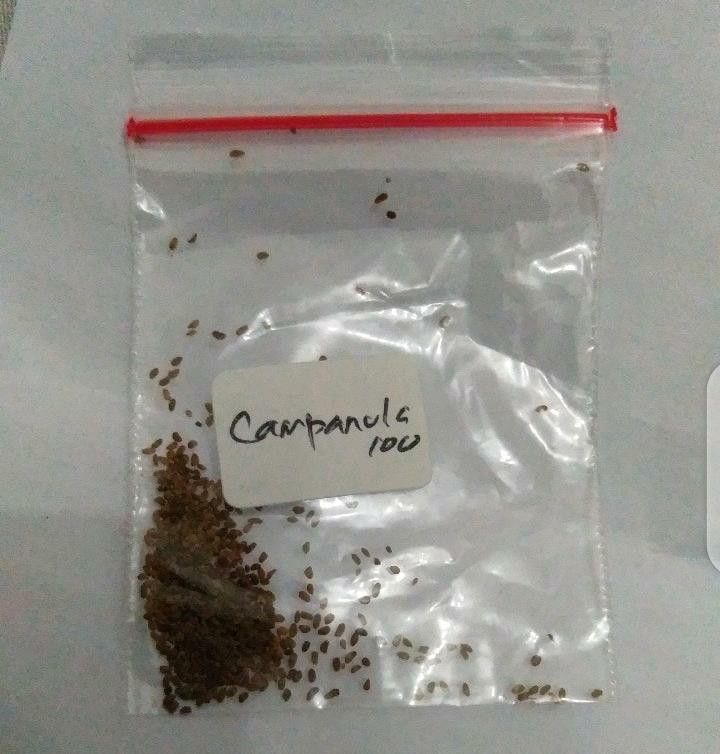 Bibit/benih/seeds Cup And Saucer Campanula Medium Tanaman Bunga Loceng Bell Flower