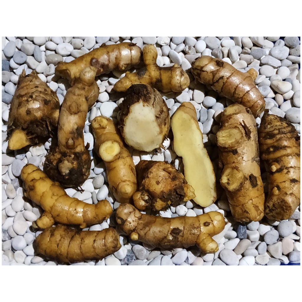 

Kunyit Putih Segar 500gr / Temu Putih / Curcuma Zedoaria