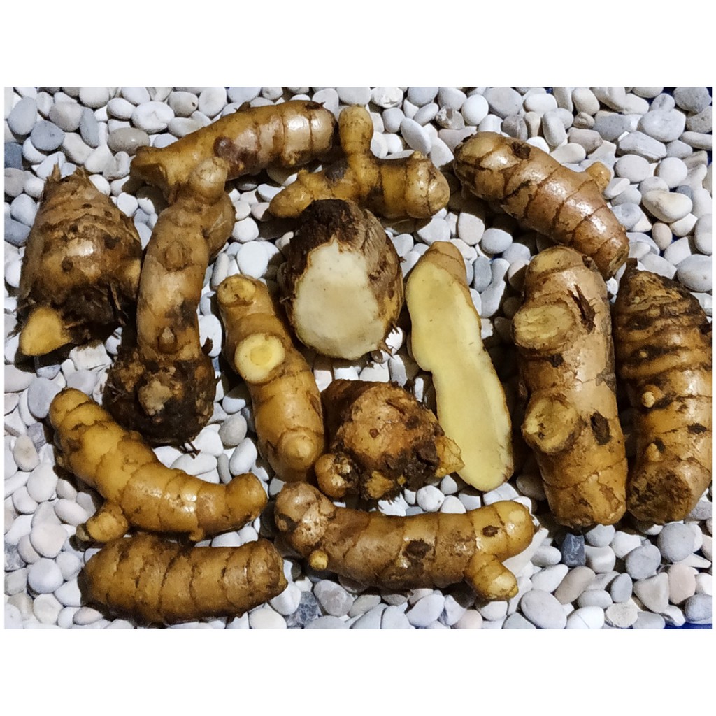 Jual Kunyit Putih Segar 500gr Temu Putih Curcuma Zedoaria Shopee Indonesia 1440