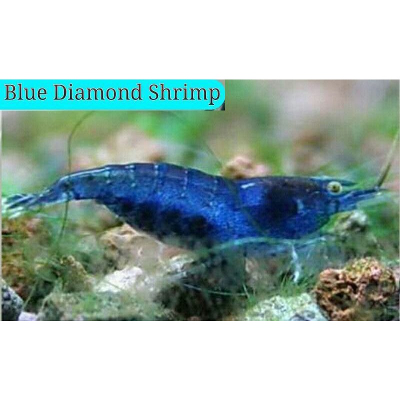 

Udang blue diamond