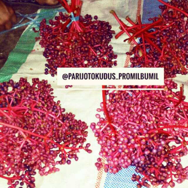 

Buah Parijoto Asli Muria Kudus ikhtiar Hamil dan Ibu Hamil
