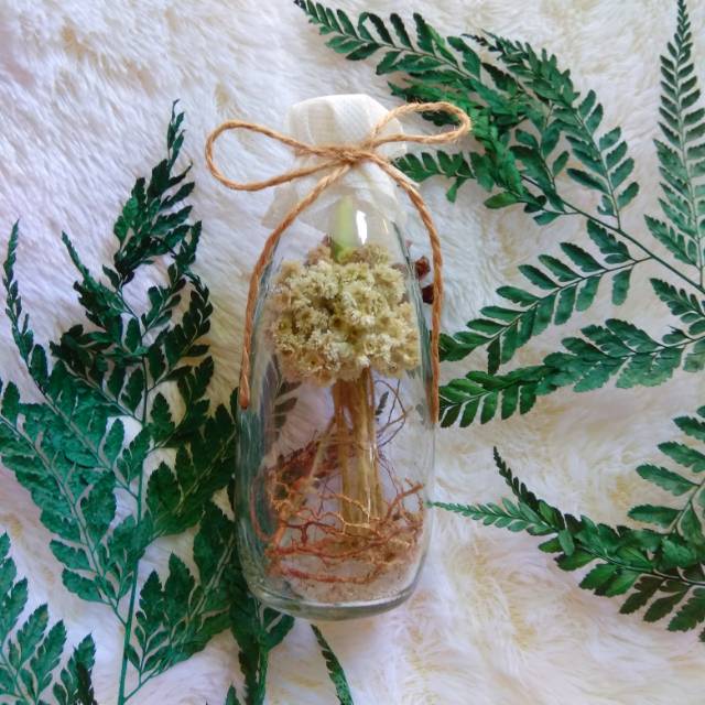 Botol bunga edelweis/edelweis in jar/bunga edelweis/bunga kering/kado spesial/kado ultah