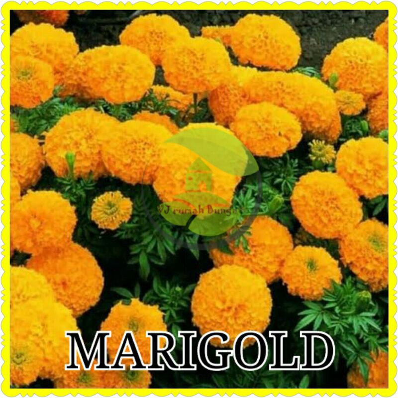 Benih Bibit Bunga Tanaman Hias Benih Bunga Unggul-marigold mix