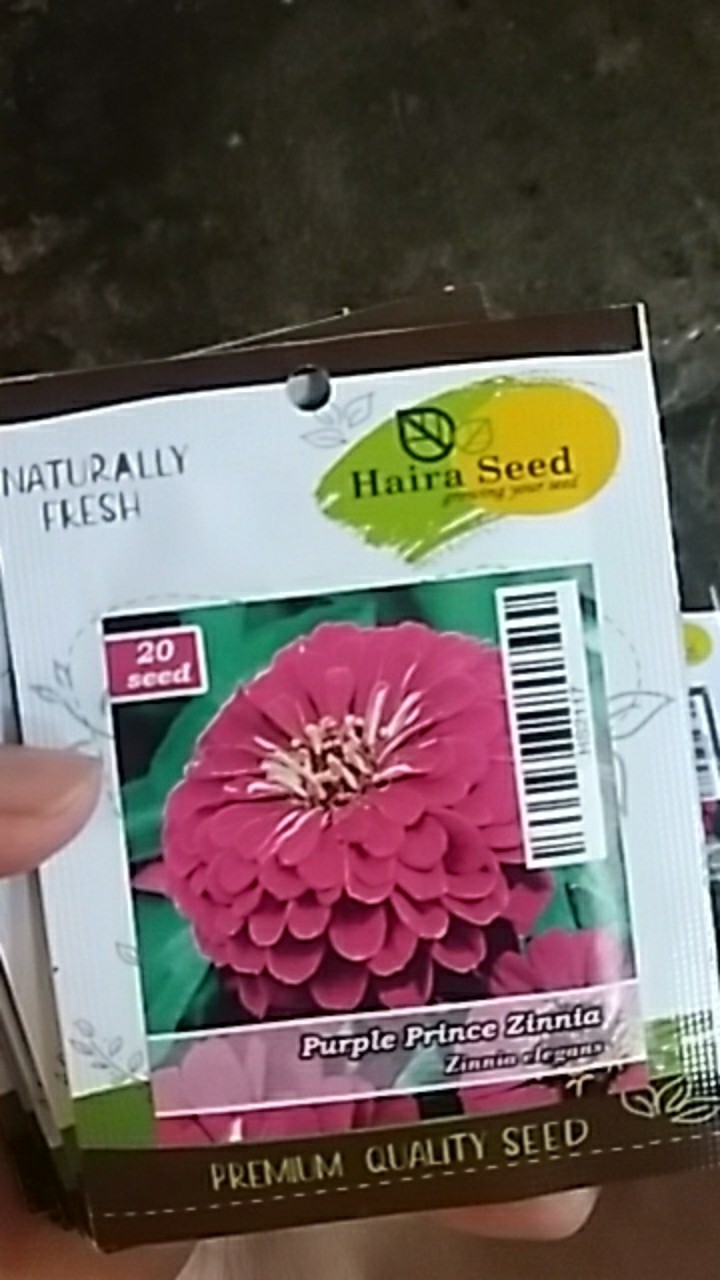 Benih-bibit Bunga Zinnia Ungu/purple Prince (haira Seed)