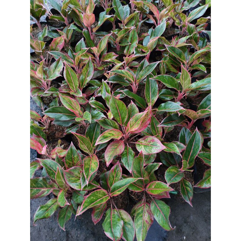 aglonema lipstik aurora(lokal) (tanaman hidup-bunga hidup Besar Rimbun murah-kembang hias asli)