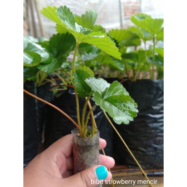 

Bibit Starwberry mencir