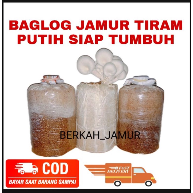 

baglog jamur tiram putih