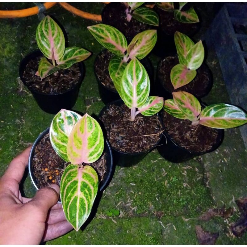aglonema Rinjani baby