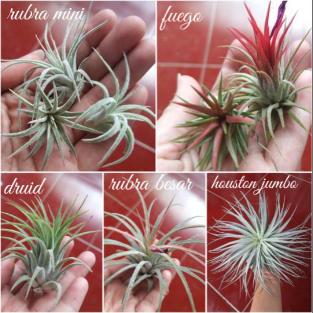 Tillandsia Rubra Druid Houston Fuego