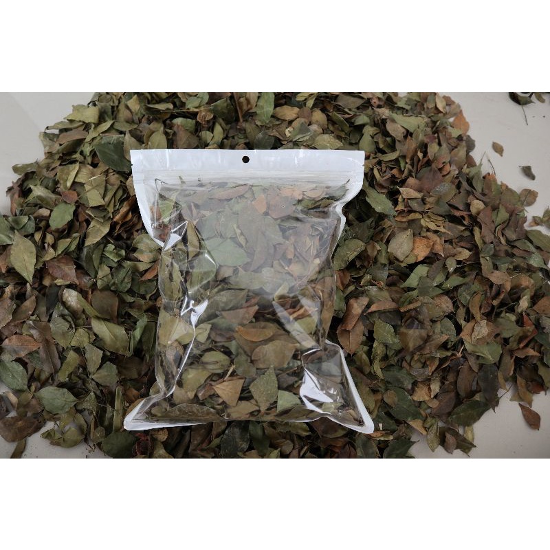 

Herbal daun kemuning murni 1kg kualitas A murah