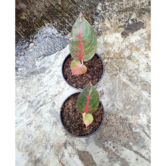 Anakan/Baby aglonema Red stardust tanaman hias