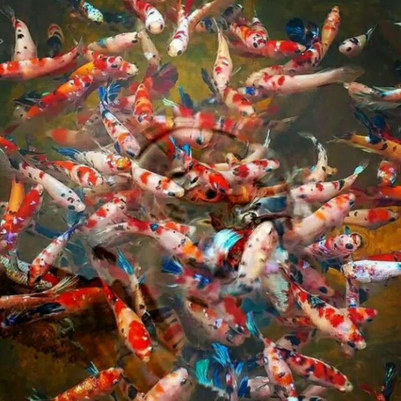 cupang koi jantan/betina