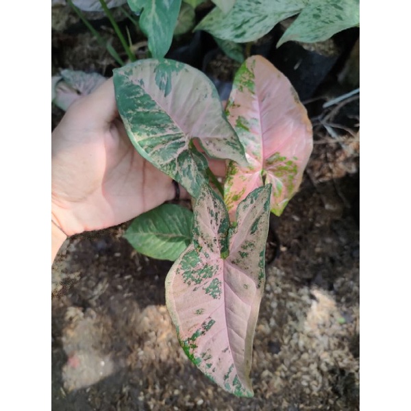 Syngonium pink flecked